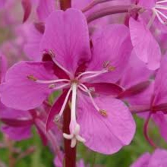 foreverfireweed